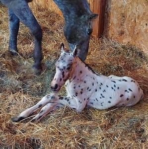 Meet your Posher, Paula